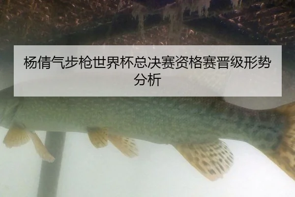 杨倩气步枪世界杯总决赛资格赛晋级形势分析